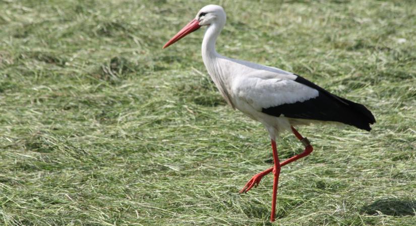 Elgázolt gólya életét mentették meg az Országos Mentőszolgálat munkatársai