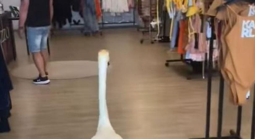 Így shoppingol Totó a hattyú Keszthelyen (videó)