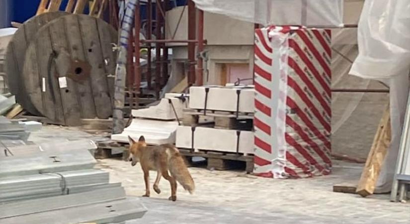 Különleges látogató a Karmelitánál: egy rókát láttak a kordonok mögött