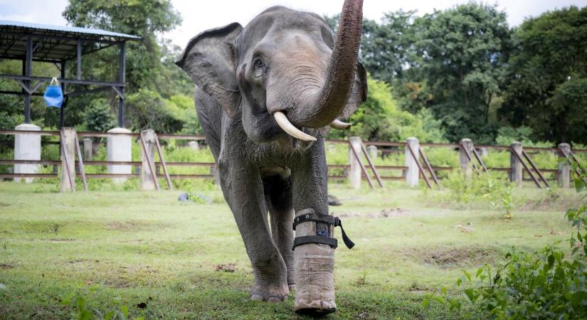Művégtaggal él teljes életet Chhouk, az elefánt – fotó