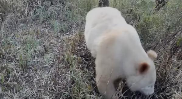 A világ alighanem egyetlen albínó pandáját vették videóra