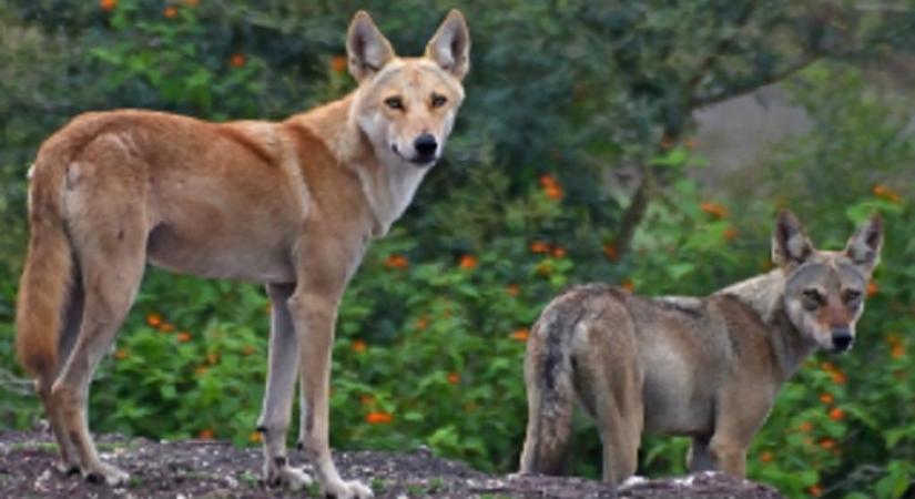 Polgári tudósok farkas-kutya hibridizációra találtak bizonyítékot Indiában