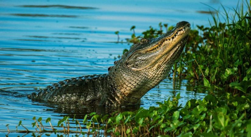 Horror a vízben: krokodiltámadás ért egy sportolót