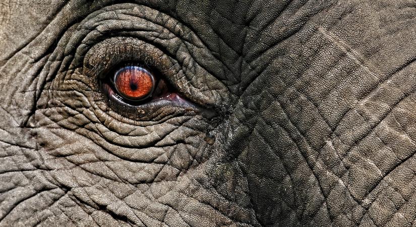Újabb áldozatot szedett Indiában egy rettegett elefánt
