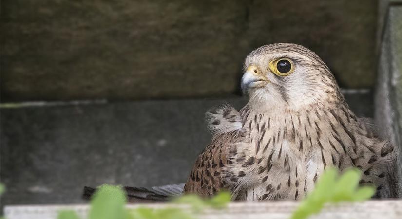 Rekordszámú vörös vércse költ Cserebökényben
