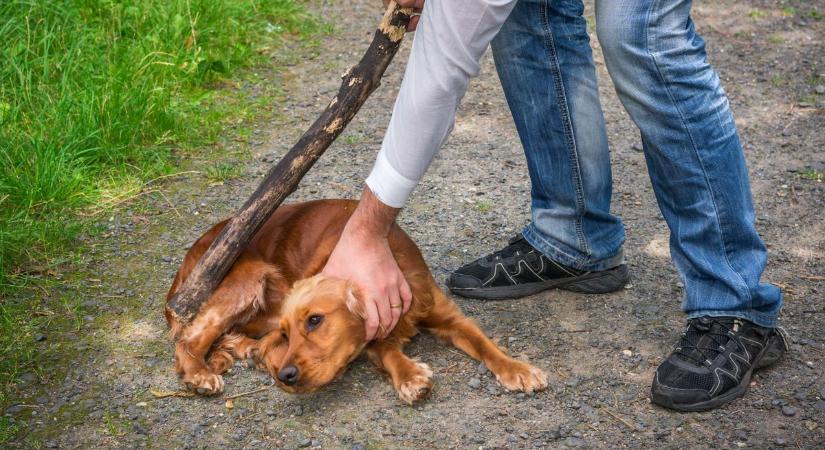 Brutális kegyetlenség: kiszökött a kutya, ezért gazdája agyonütötte