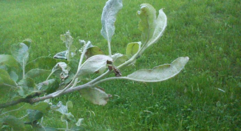 Kertészeti növényvédelmi előrejelzés: erős a levéltetű-invázió, rajzik az almamoly