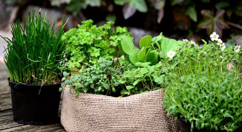 4 fűszernövény, amely akár az erkélyen vagy a teraszon is termeszthető