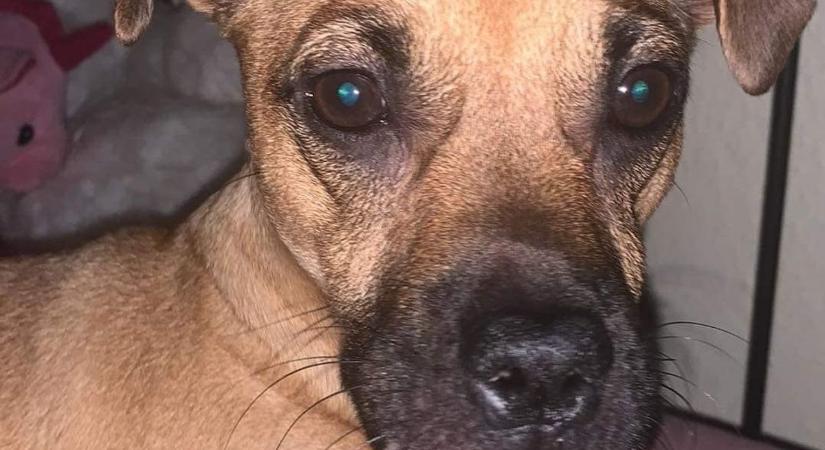 Lakásból lopták ki Újpesten Lufit, a kiskutyát, a rendőrség nyomoz