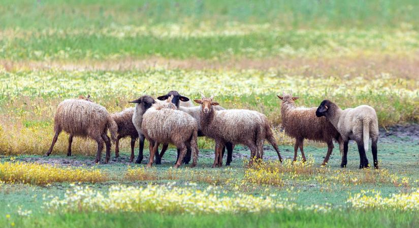 Már több mint négyszáz bárány született idén a Körös-Maros Nemzeti Parkban