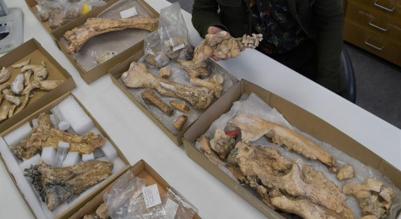 250 kilogrammos erszényes maradványaira bukkantak