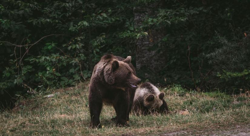 Egyre nagyobb gondot okoz a túlszaporodott medveállomány Erdélyben