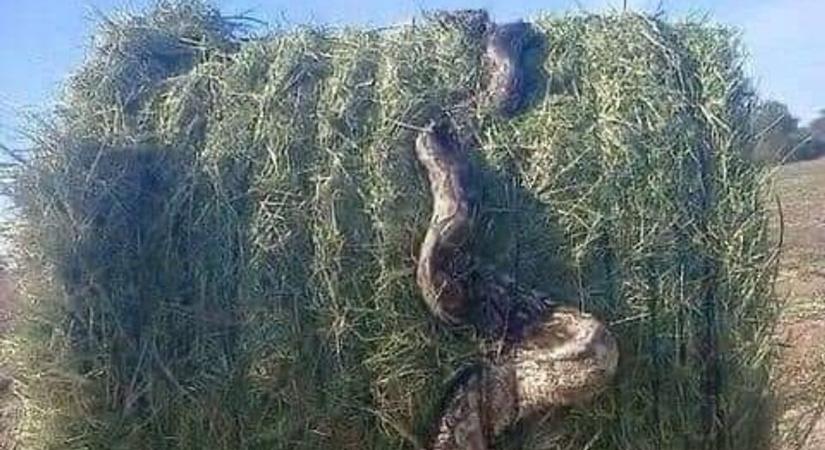 Emberre is veszélyes óriáskígyót találtak Tordas határában?
