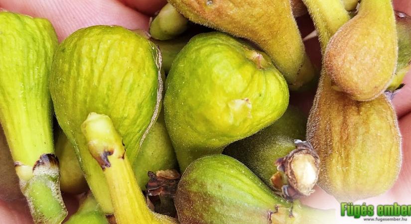Tavaszi fügehullás – miért potyognak le éretlenül a fügék a fáról?