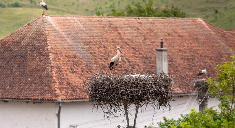 Magyarországon is feltűnt, hogy ebben a két gyergyószéki faluban milyen sok a gólya