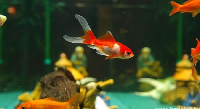 Hogyan társíthatóak a halak egy akváriumban?