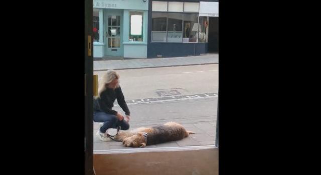 Árulkodó videó: a saját kutyája buktatta le a feleség előtt a kocsmázó férjet