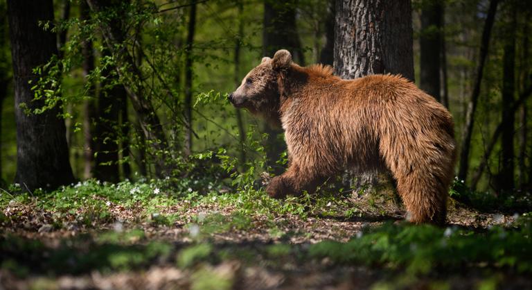 Egyre nagyobb veszélyt jelent a túlszaporodott medveállomány Romániában