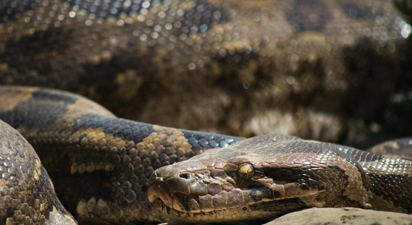 Emberre is veszélyes óriáskígyót kaphattak lencsevégre Tordas határában – A szakértő is megszólalt, itt az igazság