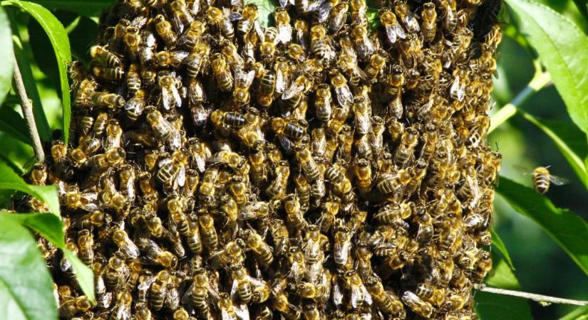 250 gyilkos méh csípését élte túl egy férfi
