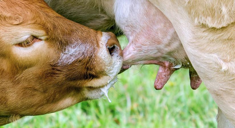 Szükség van a tudatosabb fogyasztásra – A tej világnapját ünnepeljük