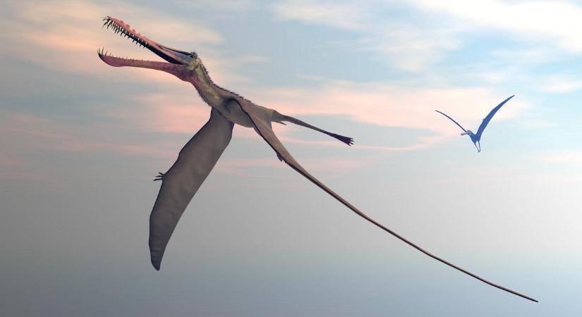 Megtalálták Ausztrália legidősebb repülő hüllőjét