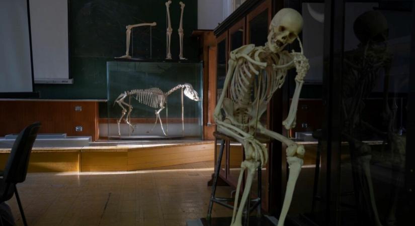 Székely Bertalan lovának csontvázát is kiállítják a Képzőn a Múzeumok Éjszakáján