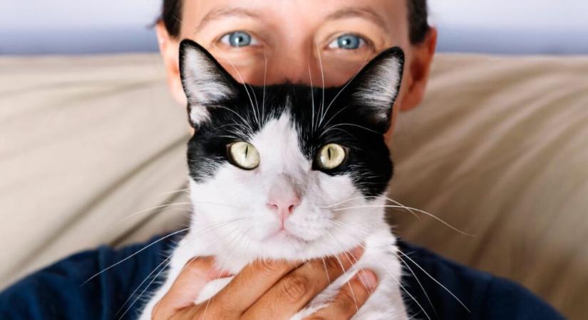 Gyógyulás és önismeret: így dolgoznak a terápiás cicák