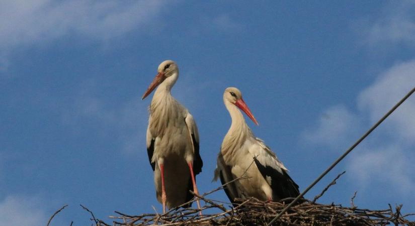 Éjjel-nappal nézegethetők a kereki gólyák – élő videóval