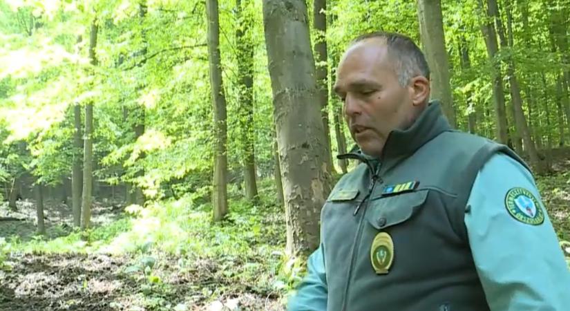 Radar – Macska-egér harcot vívnak egymással a természetőrök és az erdőkben motorozók