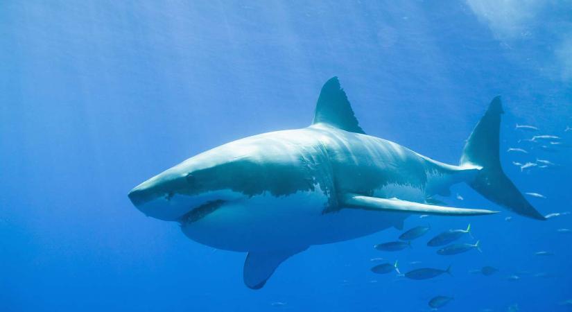 Sokkoló: cápa úszott be a strandolók közé – videó
