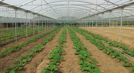 Az agrivoltaikus rendszerek jelentik az üvegházak jövőjét?