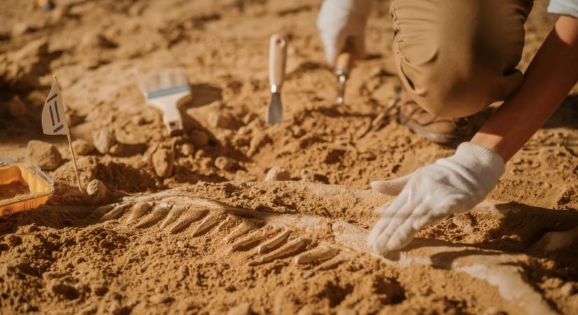 Hatalmas őslények csontjait fedezték fel