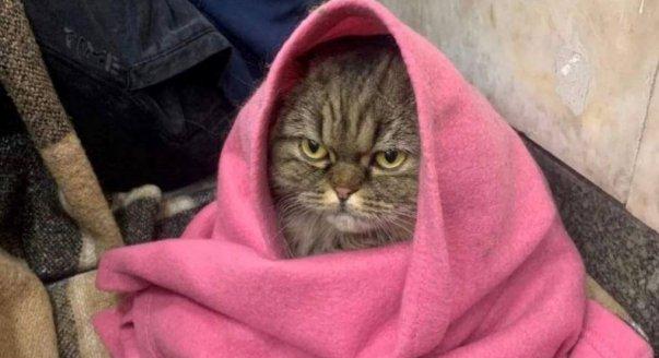 Egy nagyon dühös macska lett az ukrán ellenállás egyik új arca