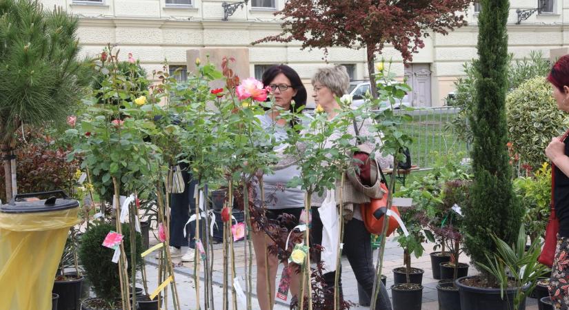 A könyvet olvasva úgy érezzük, mintha Pécs múltjában merülnénk el