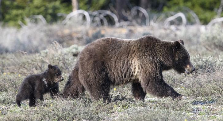 Előbújt odújából egy amerikai nemzeti park legidősebb grizzly medvéje, méghozzá egy kisboccsal