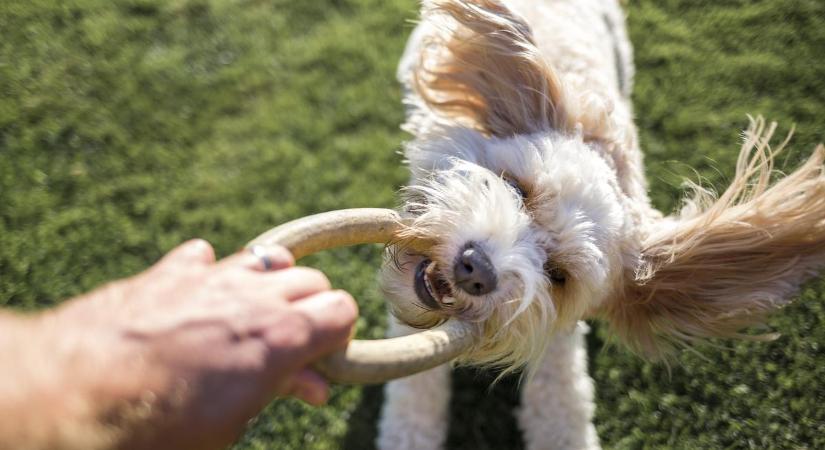 Kutyavásárlás előtt állsz? Ezeket a kérdéseket mindenképpen fel kell tenned előtte és meg is kell válaszolnod magadnak
