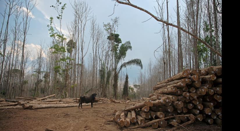 Hat év alatt 800 millió amazóniai fát vágtak ki a marhahús miatt