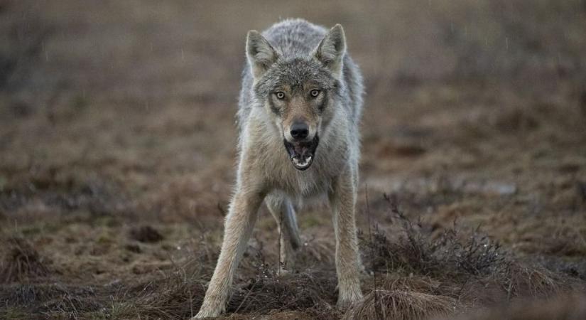 A svájci farkas hazájában megkönnyítették a farkasölést
