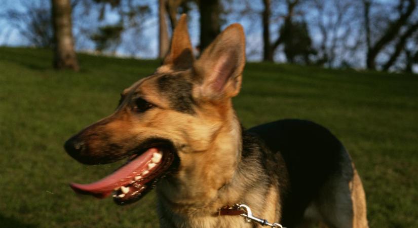 Előrelépés az eltűnt villanyszerelők ügyében: tetemkereső kutyákkal vizsgáltatják át a vádlott telkét