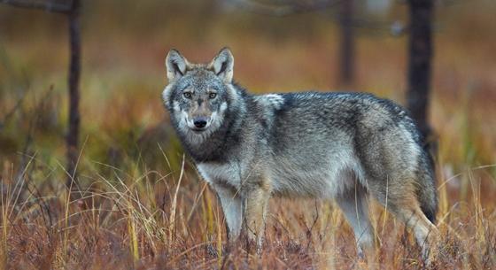 Könnyebben kilőhetik az embereket és a haszonállatokat fenyegető farkasokat Svájcban