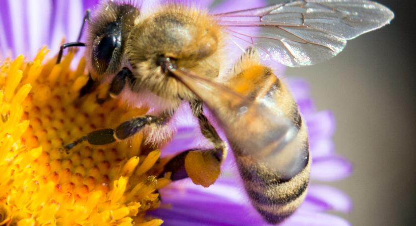 Darázscsípés, méhcsípés ellen: ezek a házi praktikák segítenek