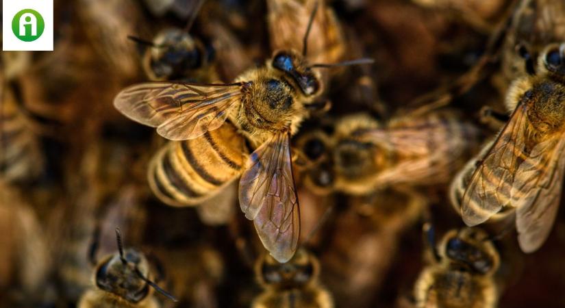 Idén két félelmetes ellenséggel kell megküzdeni a méheknek