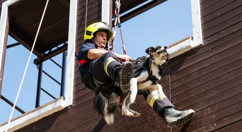 Így gyakorlatoznak a mentő- és tűzvizsgáló kutyák