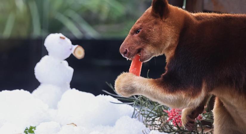 A sydney-i állatkert hóval, és állati finomságokkal várja a telet – fotók