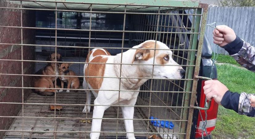 Térségi összefogást sürget a kóbor kutyák ügyében a magyarcsanádi polgármester