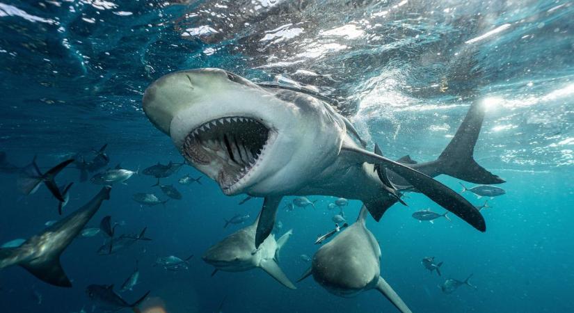 Vérfagyasztó pillanatok: cápáktól hemzsegő vízbe ugrott a gimnazista, soha többé nem került elő – videó