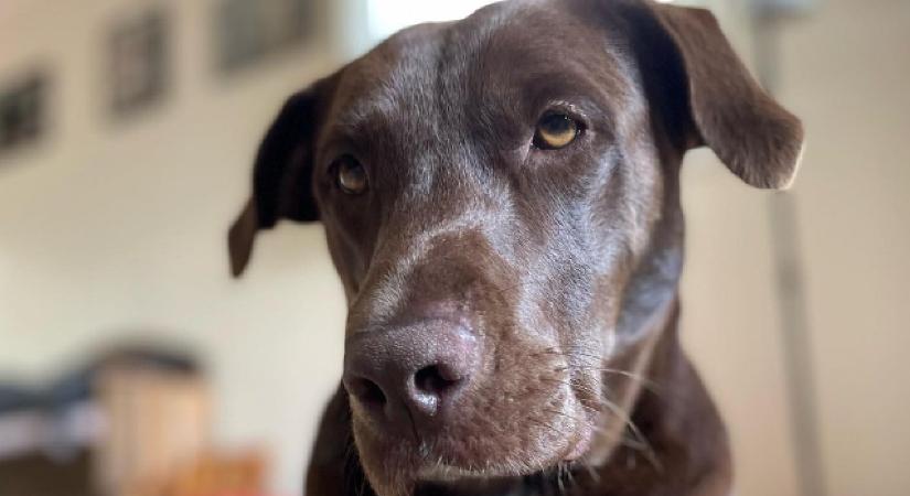 Sadie, a befogadott kutyus minden egyes nap így örül a gazdijának – videó