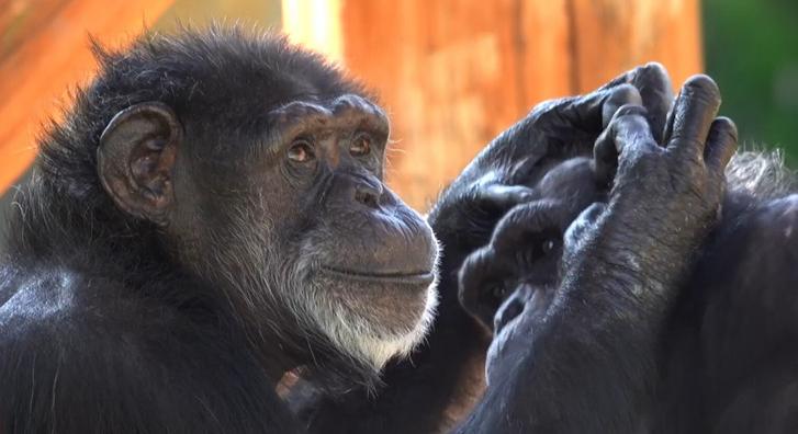Az Oregoni Állatkert egyik legidősebb csimpánza 50 éves lett