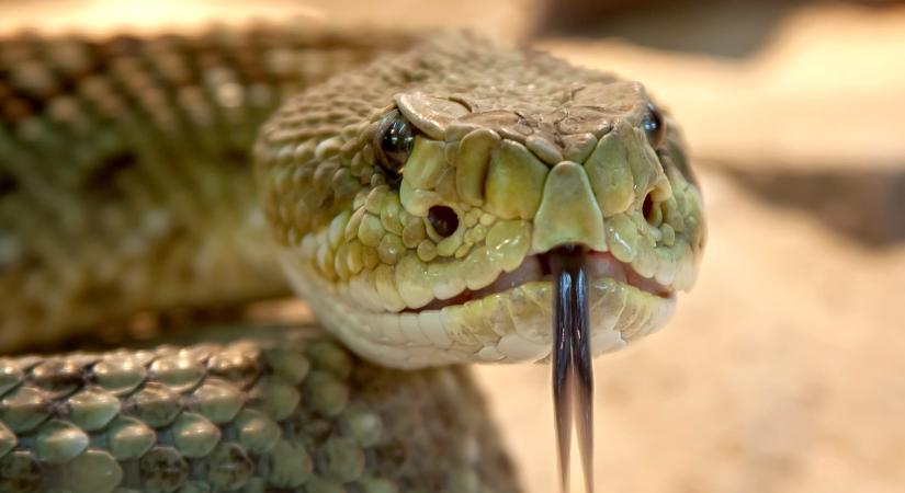 Méretes kígyóhoz riasztották a csendőröket Bârladon